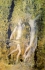 Omaggio al Bernini Apollo e Dafne
